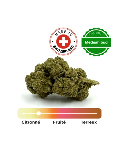 Moby Dick indoor CBD