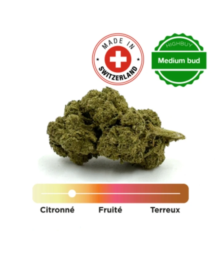 Moby Dick indoor CBD